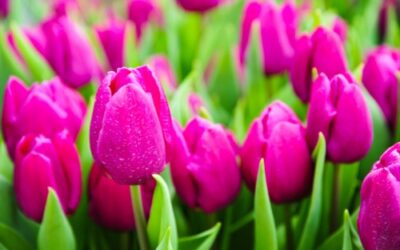 Festa dei tulipani. Castiglione del Lago è in festa – 15/19 aprile
