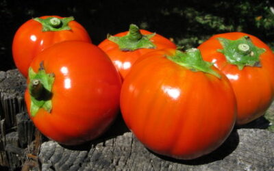 Pennette con la melanzana rossa di Rotonda