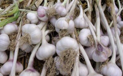 “Tourin” all’aglio di Vessalico