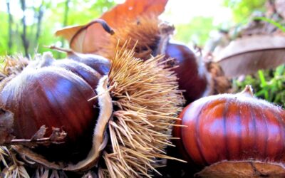 Casaprota (RI), Festa d’Autunno – 25/26 ott