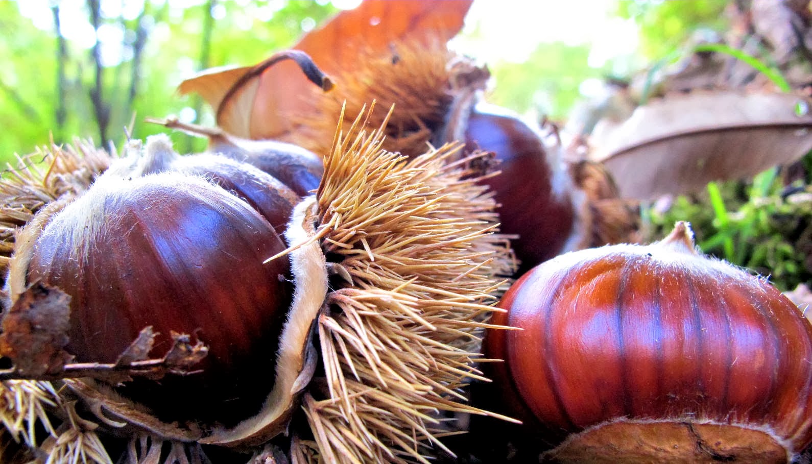 castagne3a Speciale_Autunno_Fuoriporta
