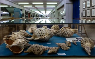 Un milione di conchiglie in mostra al Museo di Cupra Marittima