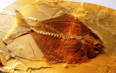 Un salto all’indietro nel tempo con i fossili di Bolca