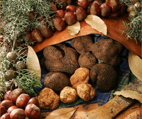 fungo-tartufo Castagne_Fuoriporta