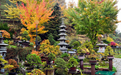 A Tarzo alla scoperta del Giardino Museo Bonsai della Serenità