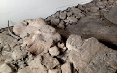 La Roma di 200mila anni fa in mostra al Museo Pleistocenico di Casal de’ Pazzi