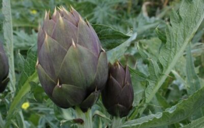 Insalata di finocchio e carciofo spinoso di Menfi