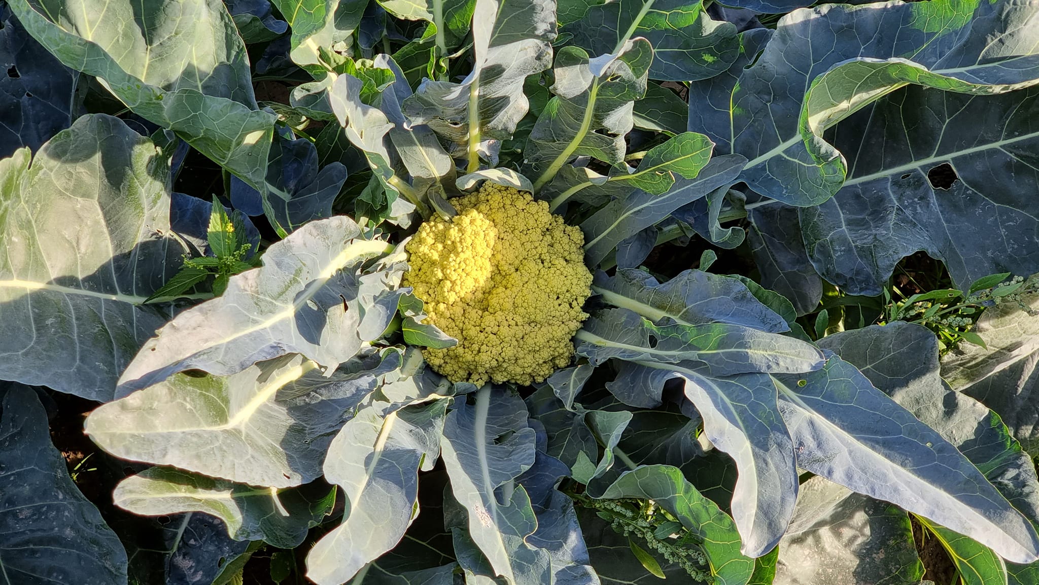 broccolo torbole sagra Fuoriporta broccolo torbole sagra Fuoriporta