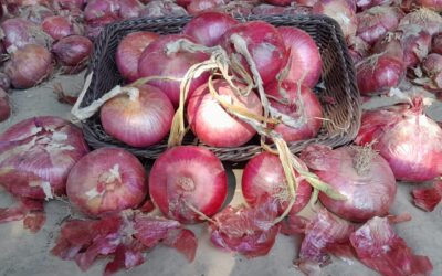Breme (PV) Sagra della cipolla rossa – 12/21 giugno