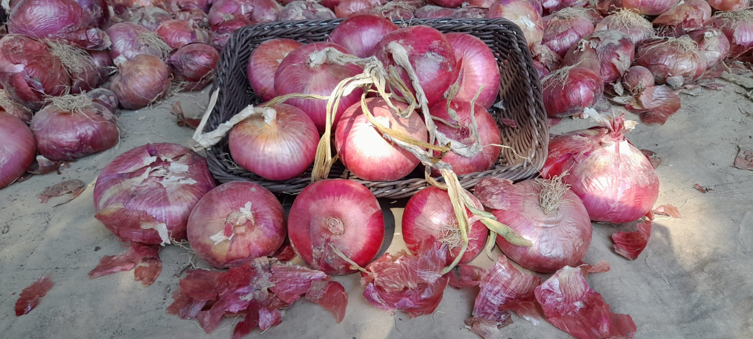 Breme (PV) Sagra della cipolla rossa Fuoriporta Breme (PV) Sagra della cipolla rossa Fuoriporta