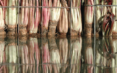 Spresiano (TV) è festa del radicchio – 28/30 nov