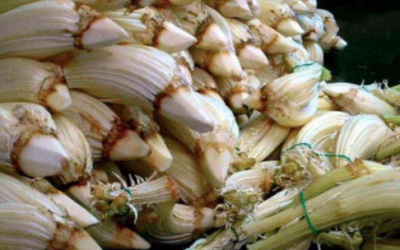 Cervia (RA), Sagra del Cardo Gobbo – 24 gen/1 feb