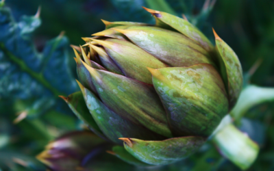 Cerda (PA), Carciofo in festa con Cynara Festival – 23/26 apr