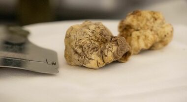 Matera celebra il tartufo bianco lucano – 20/29 nov – Fuoriporta Matera celebra il tartufo bianco lucano - 20/29 nov - Fuoriporta