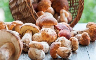 Ucria (ME), funghi e sapori dei Nebrodi – 24/25 ott