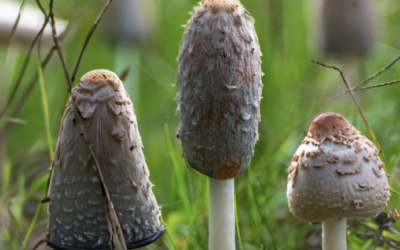 Ucria, il museo dove i Nebrodi raccontano il mondo dei funghi